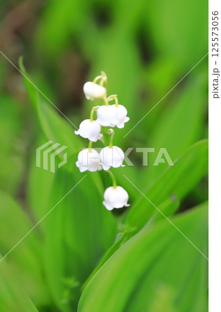 かわいい鈴蘭（スズラン）の花　 125573056