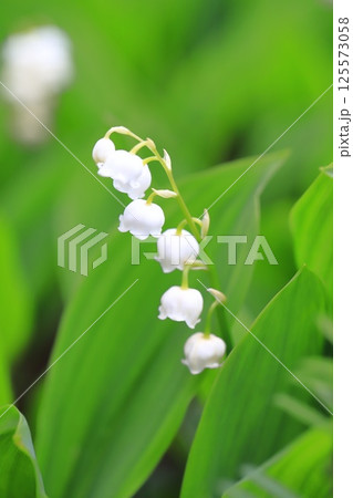 かわいい鈴蘭（スズラン）の花　 125573058