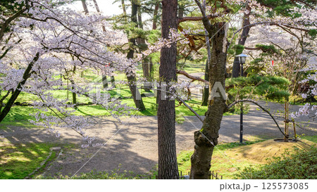 清々しい朝を迎えた春の千秋公園　秋田市 125573085