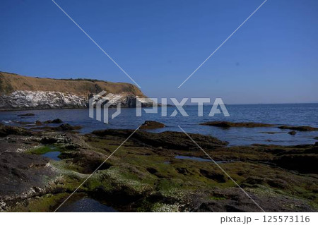 三浦半島　ウミウ展望台 125573116