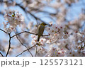 桜の花の蜜を吸うメジロ 125573121
