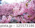 春の訪れを告げる河津桜 125573186