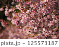 春の訪れを告げる河津桜 125573187