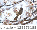 桜の蜜を吸うヒヨドリ 125573188