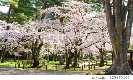 朝日を浴び光り輝く満開の桜　秋田市千秋公園 125573193
