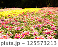 カラフルな花々 125573213