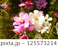 秋の花壇に咲くピンクのコスモスの花 125573214