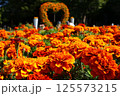 マリーゴールド 125573215