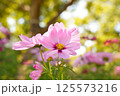 秋の日差しに輝くコスモス 125573216