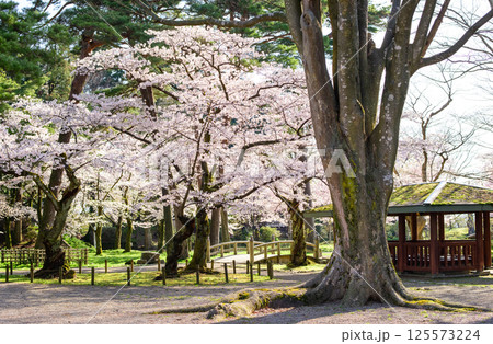 朝日を浴び光り輝く満開の桜 秋田市千秋公園 朝日を浴び光り輝く満開の桜 秋田市千秋公園 125573224