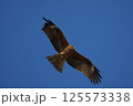 青空バックに悠然と飛ぶトビ 125573338