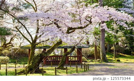 清々しい春の朝 桜の古木と東屋 秋田市千秋公園 清々しい春の朝 桜の古木と東屋 秋田市千秋公園 125573344
