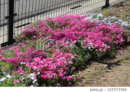 春の庭に咲くピンク色の鮮やかな芝桜の花 春の庭に咲くピンク色の鮮やかな芝桜の花 125573360