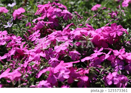 春の庭に咲くピンク色の鮮やかな芝桜の花 125573361