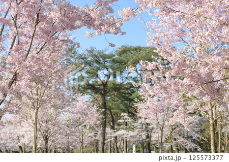 清々しい春の朝　満開の桜　秋田市千秋公園 125573377