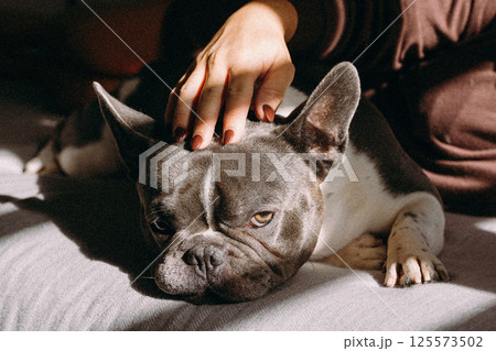Relaxed French Bulldog Being Gently Petted by Owner 125573502