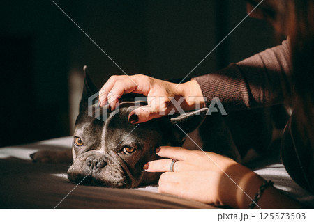 Calm Dog Enjoys Gentle Head Massage from Owner Calm Dog Enjoys Gentle Head Massage from Owner 125573503