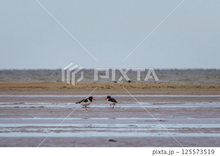The wild nature of Europe. Haematopus ostralegus. The wild nature of Europe. Haematopus ostralegus. 125573519