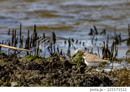 beautiful little ringed plover 125573522
