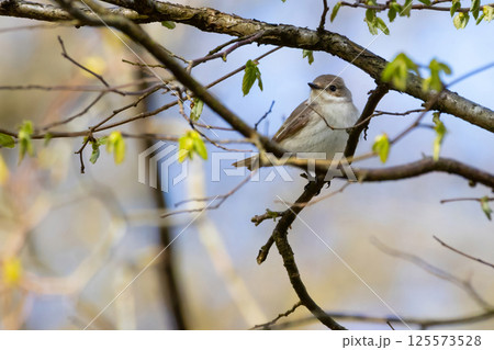 spotted flycatcher (muscicapa striata). on tree 125573528
