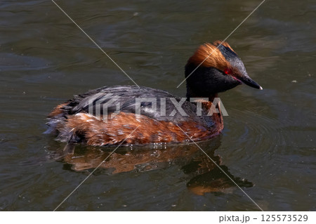 Horned Grebe (Podiceps auritus) on the lake 125573529