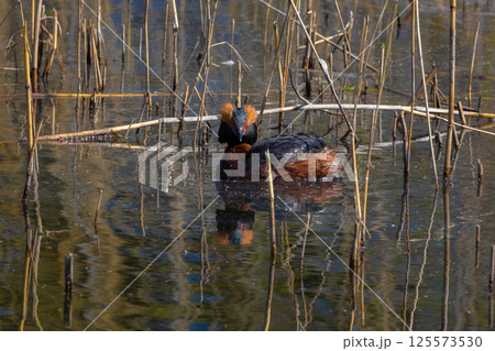 Horned Grebe (Podiceps auritus) on the lake 125573530