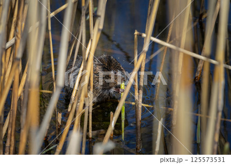 Nutria sit in reed on pond Nutria sit in reed on pond 125573531