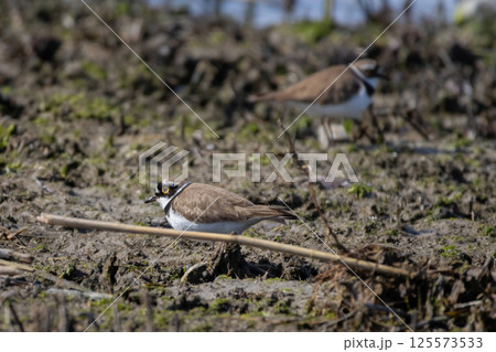 Pair beautiful little ringed plovers Pair beautiful little ringed plovers 125573533