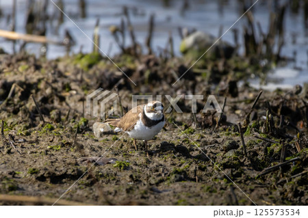 beautiful little ringed plover beautiful little ringed plover 125573534