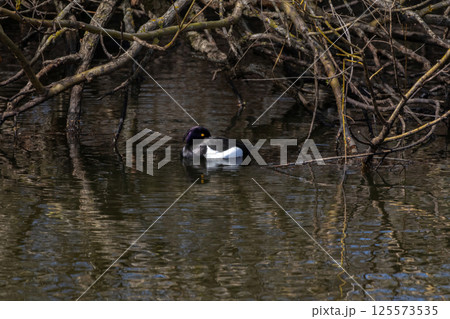 duck in natural habitat (aythya fuligula). tufted duck duck in natural habitat (aythya fuligula). tufted duck 125573535