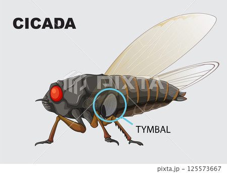 Detailed Cicada Anatomy Illustration 125573667