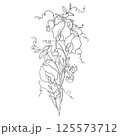 Linear Illustration of a Sprig of Flowering Sweet Pea 125573712