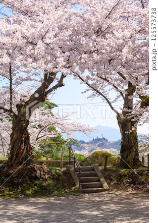 清々しい朝を迎えた桜満開の千秋公園　遠く太平山を望む　秋田市 125573738