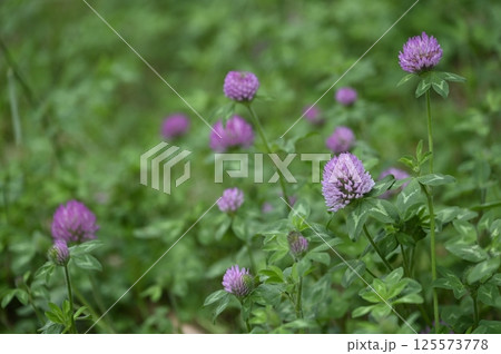 草地に咲くムラサキツメクサの花 125573778