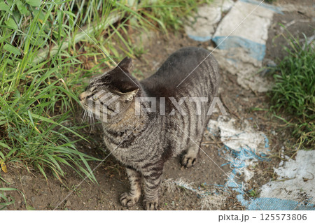 広場で遊ぶとら猫 125573806