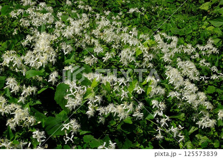 センニンソウの白い花咲く 【相模原市津久井 9月】 センニンソウの白い花咲く 【相模原市津久井 9月】 125573839