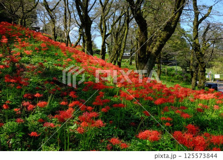 桜林に咲く彼岸花　【相模原市津久井　10月】 125573844