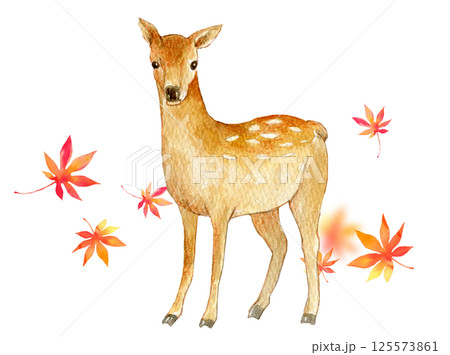 水彩イラスト　秋イメージ　鹿と紅葉 125573861