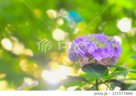 美しい紫の紫陽花の花 美しい紫の紫陽花の花 125573866