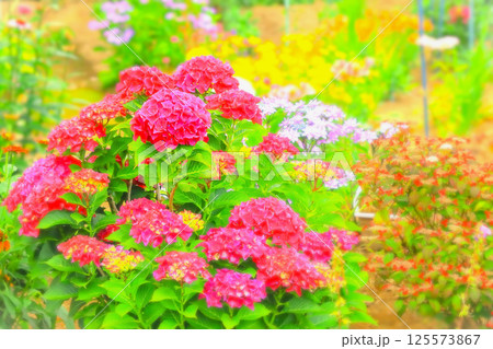 鮮やかな満開の紫陽花の花 鮮やかな満開の紫陽花の花 125573867