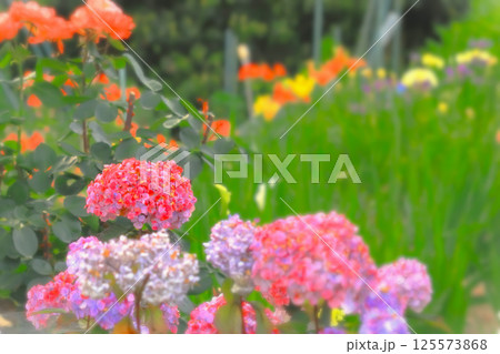 色とりどりのカラフルな紫陽花の花 色とりどりのカラフルな紫陽花の花 125573868