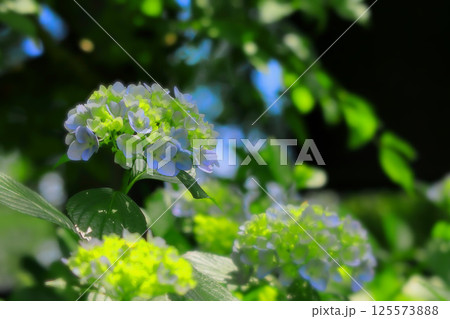 爽やかなブルーと黄色の紫陽花の花 爽やかなブルーと黄色の紫陽花の花 125573888