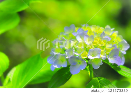 爽やかなブルーと黄色の紫陽花の花 爽やかなブルーと黄色の紫陽花の花 125573889