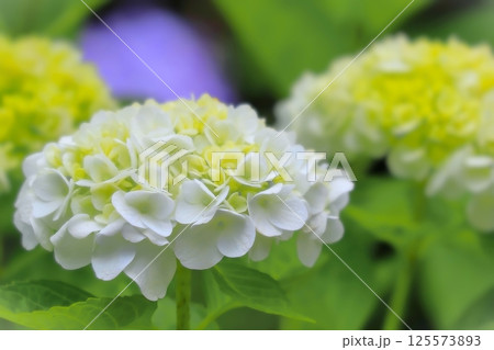 清々しい白と黄色の紫陽花の花 125573893