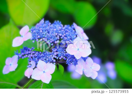 爽やかなブルーとピンクの額紫陽花 125573955
