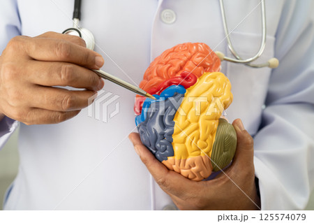 Alzheimer disease, Asian doctor holding brain anatomy model for study diagnosis and treatment in hospital. Alzheimer disease, Asian doctor holding brain anatomy model for study diagnosis and treatment in hospital. 125574079
