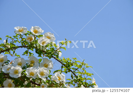 ナニワイバラと青空 125574107