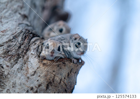 巣穴の前に座る三匹のエゾモモンガ 巣穴の前に座る三匹のエゾモモンガ 125574133