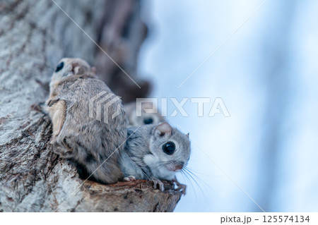 巣穴の前に座る三匹のエゾモモンガ 巣穴の前に座る三匹のエゾモモンガ 125574134