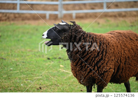 Sheep grazing in the field. Concept for animals and agriculture. 125574136